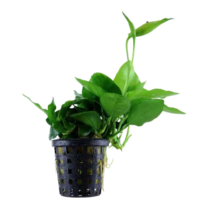 Anubias nana Large Tropica