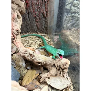 African Green Keeled Lizard (Male) (Gastropholis prasina)