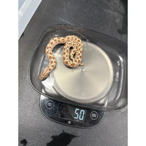 Anaconda Western Hognose Snake