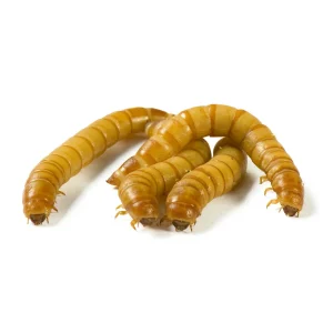 Bulk Mealworms