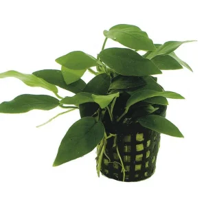 Anubias nana Bonzai AQUADIP