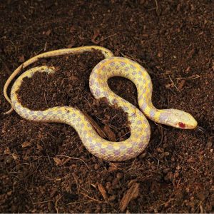 Albino Checkered Garter Snake