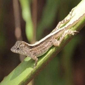 Brown Anole (Anolis sagrei)