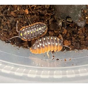 Isopods Clown (10ct) (Armadillidium klugii "Montenegro")