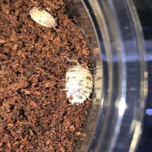 Isopods Dairy Cow (Porcellio laevis)