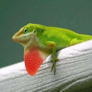 Green Anole (Anolis carolinensis)