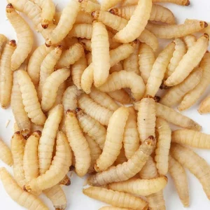 Bulk Waxworms